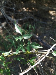 Serjania brachycarpa