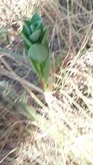 Euphorbia marginata