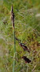 Carex rariflora