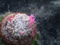 Melocactus curvispinus
