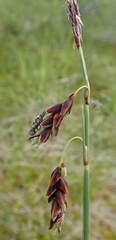 Carex rariflora