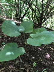 Smilax ecirrhata