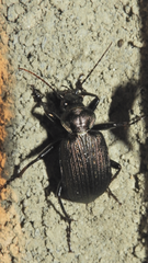 Calosoma alternans