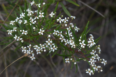 Zieria laxiflora
