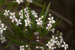 Zieria laxiflora