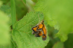Pyronia tithonus