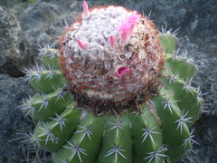 Melocactus curvispinus