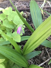 Bletilla