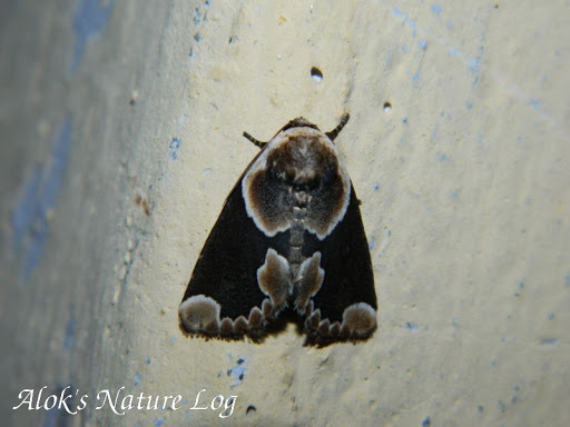 Cymatophoropsis sinuata
