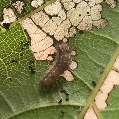 Acoloithus falsarius