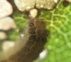 Acoloithus falsarius