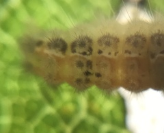 Acoloithus falsarius