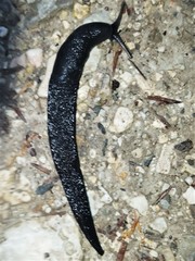 Limax cinereoniger
