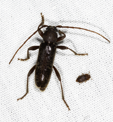 Trichoferus campestris