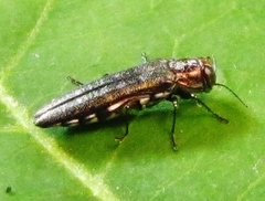 Agrilus quadriguttatus