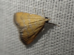 Xanthophysa psychicalis