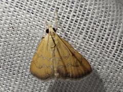 Xanthophysa psychicalis