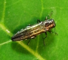 Agrilus quadriguttatus