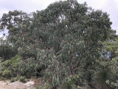Eucalyptus planchoniana