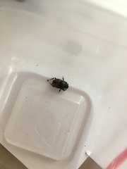 Onthophagus nuchicornis