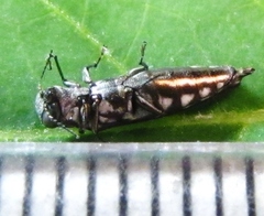 Agrilus quadriguttatus