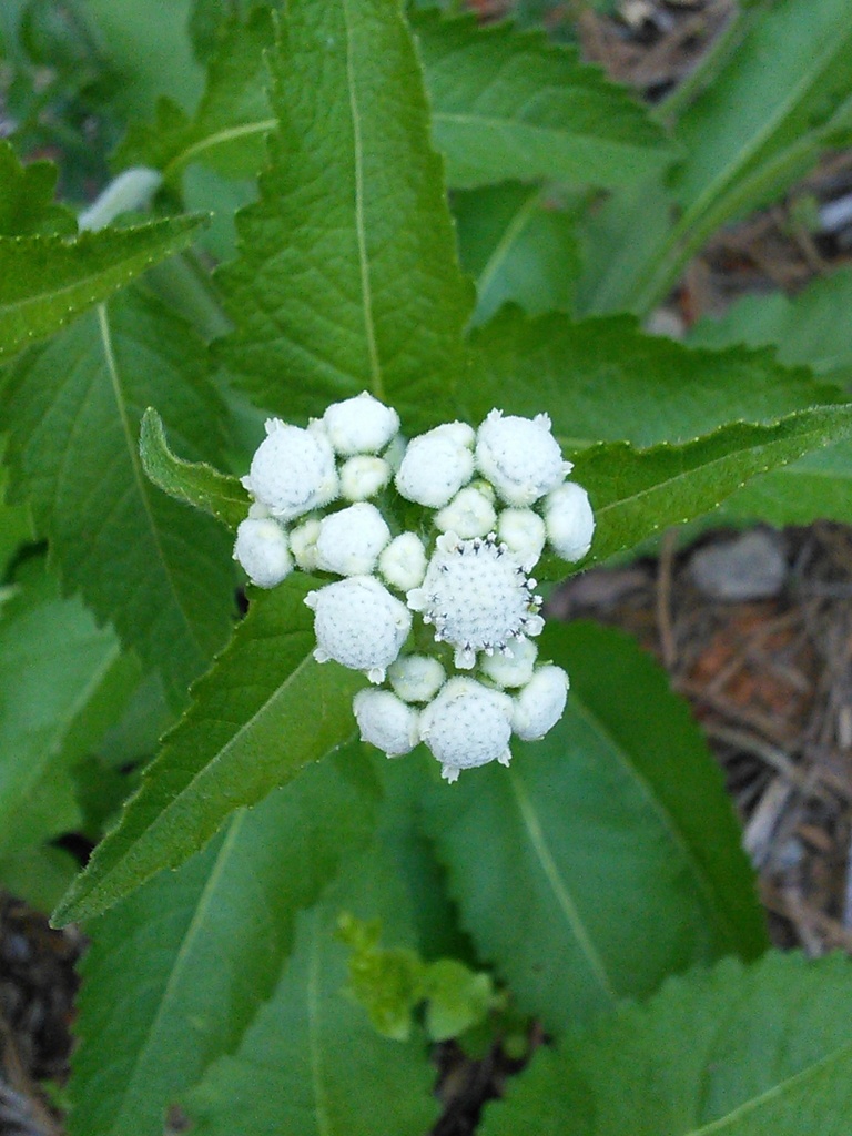 glade wild quinine