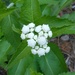 Parthenium auriculatum - Photo (c) Grant Parkins, algunos derechos reservados (CC BY-NC), subido por Grant Parkins