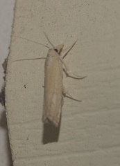 Parapediasia decorellus