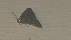 Lesmone detrahens