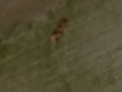 Graphopsocus cruciatus