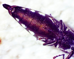 Agrilus quadriguttatus