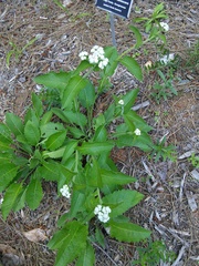 Parthenium auriculatum