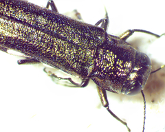 Agrilus quadriguttatus