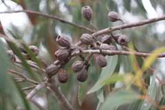 Eucalyptus planchoniana