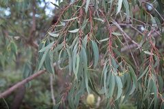 Eucalyptus planchoniana