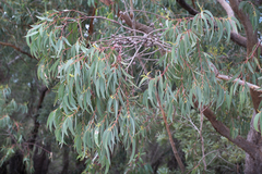 Eucalyptus planchoniana
