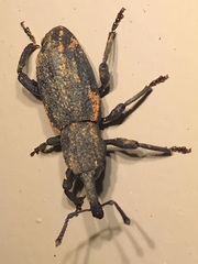 Steremnius carinatus