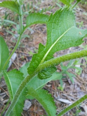 Parthenium auriculatum