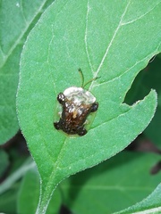 Helocassis testudinaria