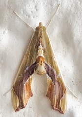 Agathodes designalis