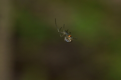Leucauge venusta