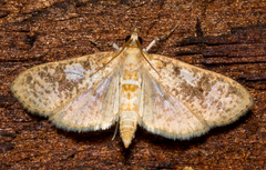 Palpita freemanalis