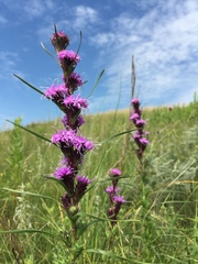 Liatris squarrosa glabrata