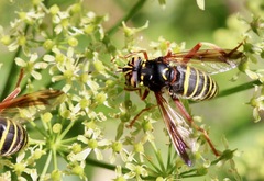 Spilomyia diophthalma