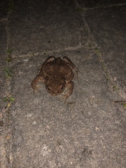 Bufo bufo