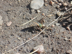Piruna pirus