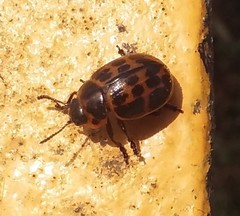 Platyphora congregata