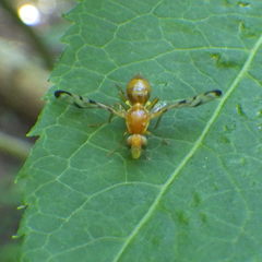 Acidia cognata