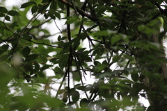 Phylloscopus castaniceps