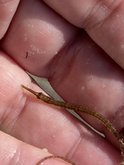 Syngnathus louisianae